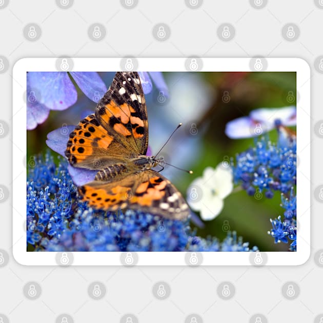 Painted Lady Butterfly Sticker by JeanKellyPhoto